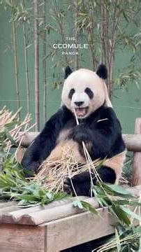 "아빠 너므 기여워~" 어린아가눈에도 마냥 귀여운 세딸아부지🐼 대왕하리보🧸러부지 💚🌿#러바오#lebao