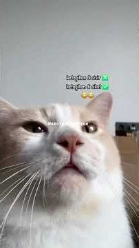 Abang ke enakan, sampe kedenger suara dengkuran enak nya abang 🤭😅 #pororo #ngkak #humor #kucing
