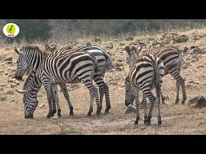 zebra meeting life in zoo part two