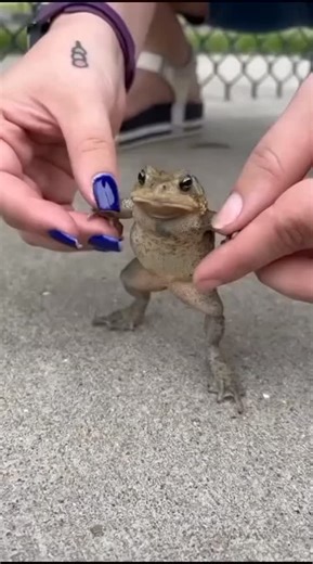 ilove_frog on Instagram: "Frog Busts a Move – Funniest Amphibian Dance Ever! 🐸💃 .. .. Please DM for credit or Removal .. .. #frog #frogs #frogdog #frogsofinstagram #froggy #froglove #frogtattoo #frogstagram #kermitthefrog #frogandtoad #frogchoir #frogdrawing #froggy_members #gofrogs #dartfrogs #frogskins #senorfrogs #frogs_fam"