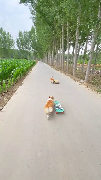 Skateboarding Dogs: Fun and Adorable Moments