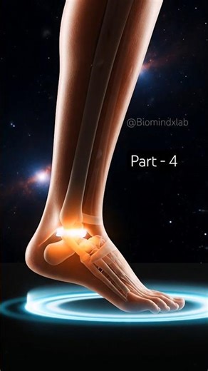 Foot Suspension → Leg Shock Absorption | #biomindxlab #anatomyfacts #healthawareness #bodysignals