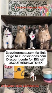 We got a new cat, and Weezer isn’t happy about it #3southern #cats #tiktok #loves #videos | 3 Southern Cats