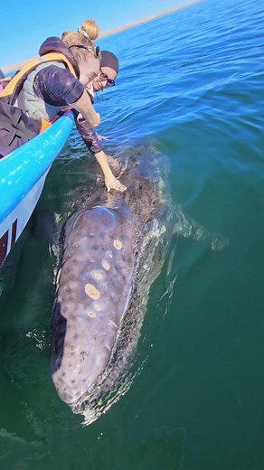 15K views · 922 reactions | Cute little gray whale baby comes to play...