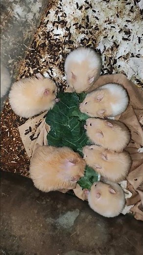 Filhotinhas de Hamster Sírio com 30 Dias de Vida
