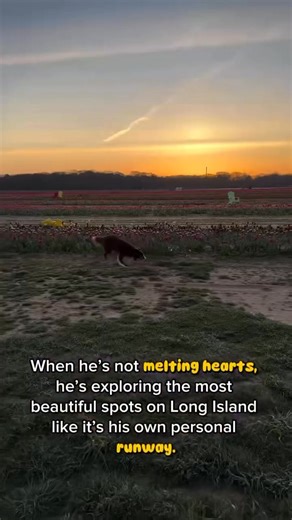 80K views · 3.5K reactions | Good ol’ Leo 凉殺 . . #dogoftheday #narrator #narratortrend #doglovers #cutedogs #funnydogs #bordercollielover | Leo | Facebook