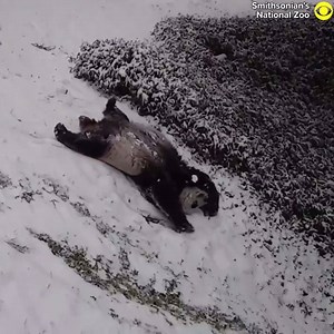 453K views · 7.2K reactions | Two giant pandas are enjoying their snow day. ❄️ Mei Xiang and Tian Tian were seen sliding, playing and rolling around in the snow at Smithsonian’s National Zoo and Conservation Biology Institute in Washington, D.C., on Sunday. | CBS Mornings | Facebook