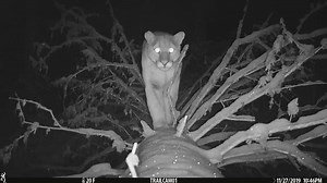 652K views · 1.3K reactions | MOUNTAIN LION VIDEO: Thanks to Images by Mark Andrews for sending us this great video that was shot near Emigrant of a mountain lion approaching a camera. | NBC Montana | Facebook