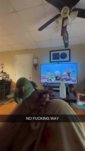 Parrots core #viral #fyp #core #engagement #funnyvideos