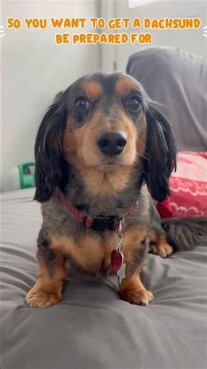 Watch This Before You Buy A Dachshund!