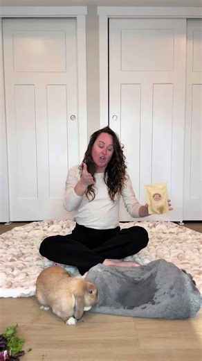 When your rabbit pees on your bed or sofa, it is not being spiteful or misbehaving. It is engaging in scent bonding. Scent is how mammals create belonging. Your rabbit is placing its scent where yours is strongest because it is trying to establish you as part of its safe inner circle. This means your rabbit feels connected to you and wants to deepen that bond.