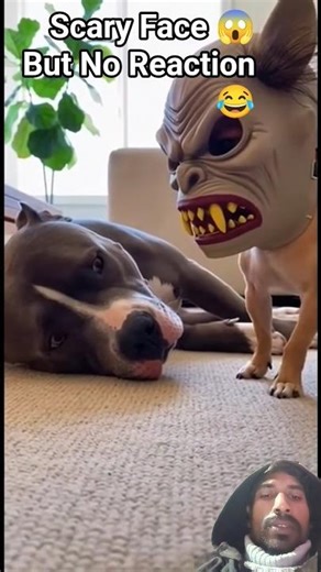 Mask Scary Hai 😱 Par Dog Chill Hai 😎🐶
