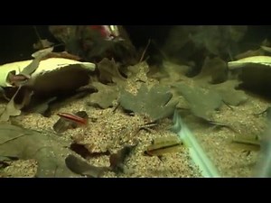 Breeding Project: Apistogramma