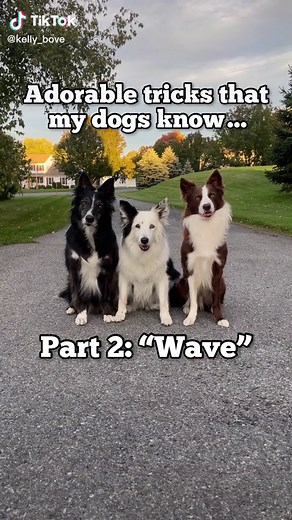 Who Does it Best? Fun Dog Training and Tricks