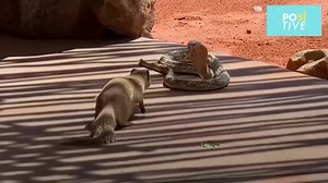 328K views · 1.6K reactions | This mongoose has everything to lose against this huge cobra. The fight is very one-sided. The snake has all the advantage and can give the mammal a horrible death. However, the little guy keeps a secret that eventually leads to an unexpected outcome. | Positive | Facebook