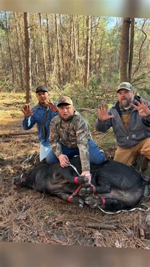 Dingler Hunt 2026 summary 1st PLACE. #hogdog #hogdogs #baydog #catchdog #huntingdogs