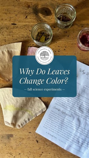 The Peaceful Press on Instagram: "Ever wondered why leaves change color? Let’s find out with a fun science experiment from our Nature Book Flood! 1. Gather leaves from outside and sort them by color. 2. Tear them into small pieces and keep colors separate. 3. Fill mason jars with rubbing alcohol (one jar per color) and mash the leaves inside. 4. Make a cone with a coffee filter and place it in each jar so the tip touches the leaf mixture. 5. Let the filter absorb the alcohol, this can take a few