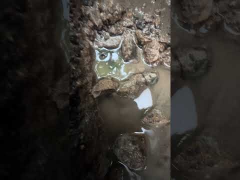 Electric gates repair