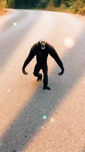SERG PVL on TikTok