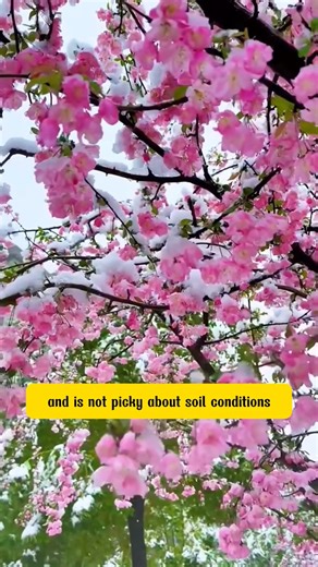 10K views · 152 reactions | Crab apple tree | Terra Nursery | Facebook