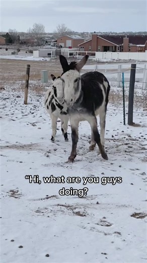 Meet Dexter: The Notoriously Naughty Donkey of the Farm