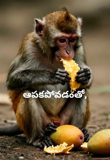 🌳 కోతి మామిడి తినడం ఆపకపోవడం వలన… ఫలితం ఏమిటో తెలుసా? 😲#MoralStory #TeluguShorts #KidsStories