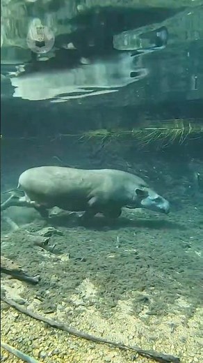 The Mammal That Walks Underwater! 😲