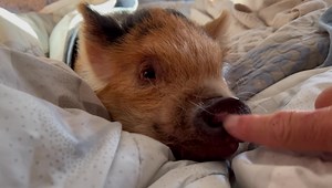 The calm before the storm ⛈. Mikey likes to cuddle until 6:30am . Then the storm of hunger begins and the house starts to shake and the cats take cover . Peace, Love & Pigs | Arthur's Acres Animal Sanctuary