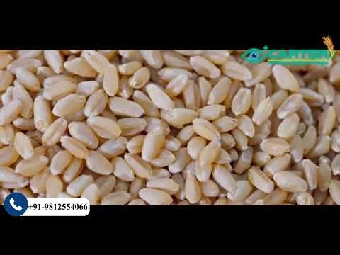 Your One Stop Solution for all Your sorting Needs at Carter Unique Group