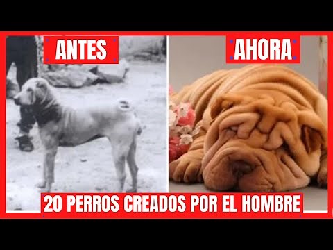 TOP 20 DOG BREEDS BEFORE AND AFTER 🔴 DOGS CREATED BY MAN 🔴GENETICALLY MODIFIED
