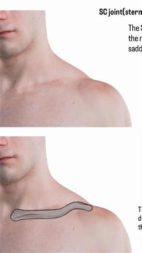 3. The Scapula1-8: SC Joint — Simple Overview