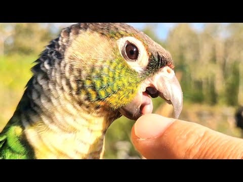 This is how parrots show their love? : Green cheek conure parrot sounds.
