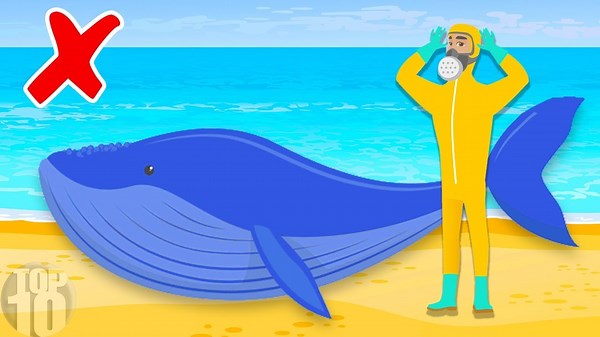 Why Dead Whales Are Shockingly Dangerous