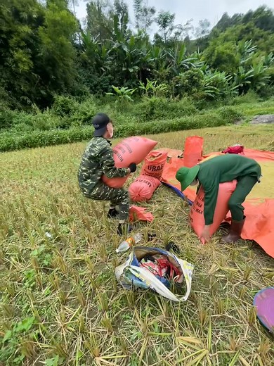 Ngày đầu ra mắt nhà người yêu, tiện thể đi gặt lúa cùng bố mẹ người yêu: | News AV
