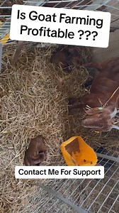 12K views · 336 reactions | Is Goat Farming Profitable? Fred Explains Sign up for our upcoming webinar using the link: https://linktr.ee/fiakare to learn more about Goat Farming #goat #livestock #semanhyiafarms #farminginafrica #boergoats #cattle #livestockfeed #semanhyiagrass #goatfarming #howtostart | Farming In Africa | Facebook
