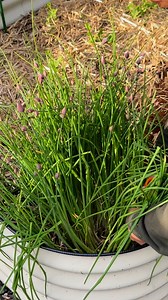 1.7M views · 15K reactions | Divide your chives for an endless supply of free plants! We do this in spring as long as the weather is mild and in the fall. Cut back the plants a few inches from soil level and use the leaves for you’re favorite recipes. This large clump was divided into 8 new clumps with 12-20 bulbs each! #chives #gardeningtips #herbgarden #gardeninspiration #growfood #vegetablegarden #growyourownfood | Learn To Grow | Facebook