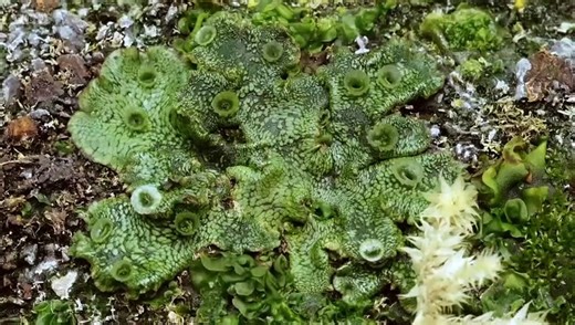 The Magical World of Moss