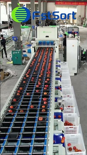 Tomato color sorting machine,automatic tomato optical sorter,vegetable grader machine