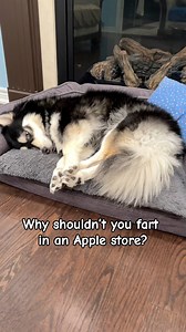 24K views · 416 reactions | Why Farting in an Apple Store Might Cause a System Crash  #dog #funnyreels #comedyreels #puppy #pomsky #cutedogs #doglover #puppies #fyp #puppylove #humor #funnydog #lifewithdogs #doglife #apple #fart #dogs | Zeus the Pomsky | Facebook