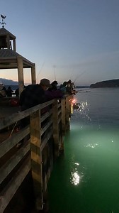 Squid are lured by the light on the water. Squid fishers are lured by the thrill of the catch 🦑 | Point Defiance Park