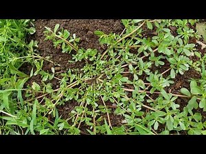 Five Common Backyard Wild Edibles