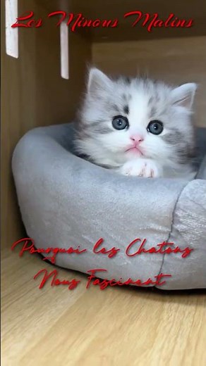 Pourquoi 10 les Chatons Nous Fascinent Sous le Charme des Chatons : L'Irrésistible Fascination.