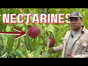 Getting Started Growing Nectarines...Follow Along!