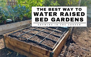 The Best Way to Water Raised Bed Gardens