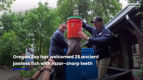 Ancient jawless fish with razor-sharp teeth arrive at Oregon Zoo