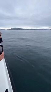16K views · 170 reactions | An orca chasing a sea lion… right beside a tourist boat. The screams, the splashes, the chaos — all real. Nature doesn’t play.  #OceanWildlife | Zack Orca Films | Facebook