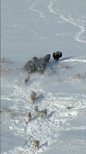 Bison vs. Wolf Pack in Deep Snow Battle #animalfight #wolves #winter