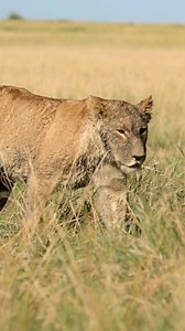 21K views · 520 reactions | When you come back muddy… and everyone knows you enjoyed yourself, in the savanna , mud means fun, cooling, and protection. #lionlife #playtime #porcupinetours | Porcupine Tours | Facebook