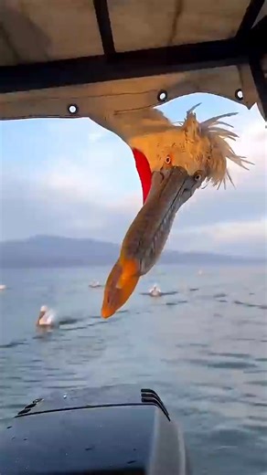 43K views · 714 reactions | Top 10 DEADLIEST Aerial Assassins #lifestyle #facts #wildanimals #about #animals #nature | Most strange animals | Facebook