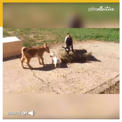 Puppy and baby goat playtime | The Pet Collective